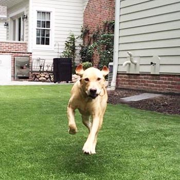 APPLICATIONS - PETS (1)