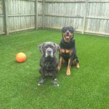 APPLICATIONS - PETS (2)