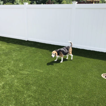 APPLICATIONS - PETS (3)